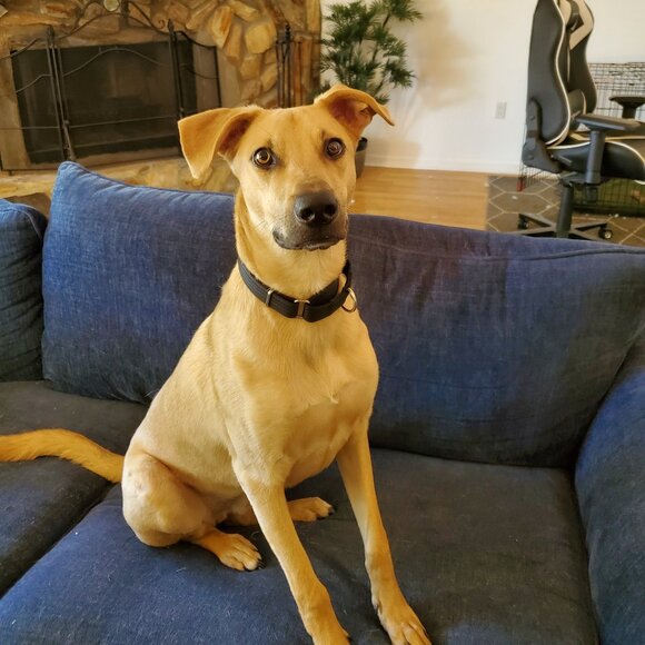 Meet your Posher, Calliecat - Picture 4 of 4